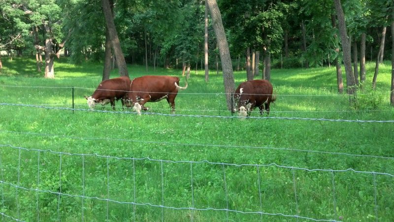 Green Pastures Beef