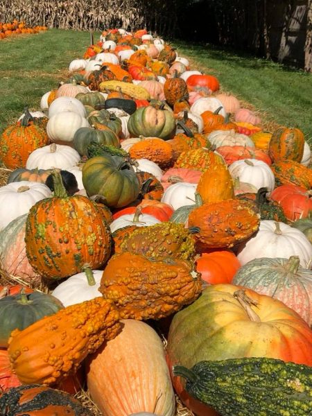 Krolls Fall Harvest Farm