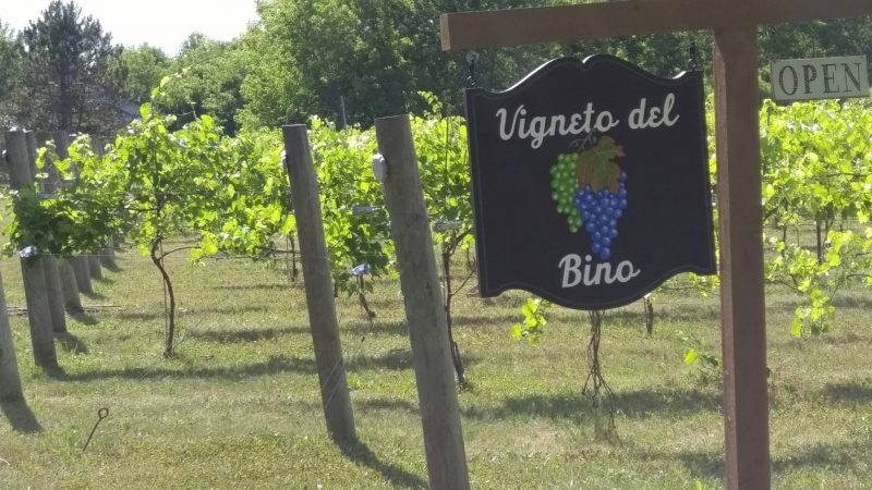 Vigneto del Bino Vineyard and Winery
